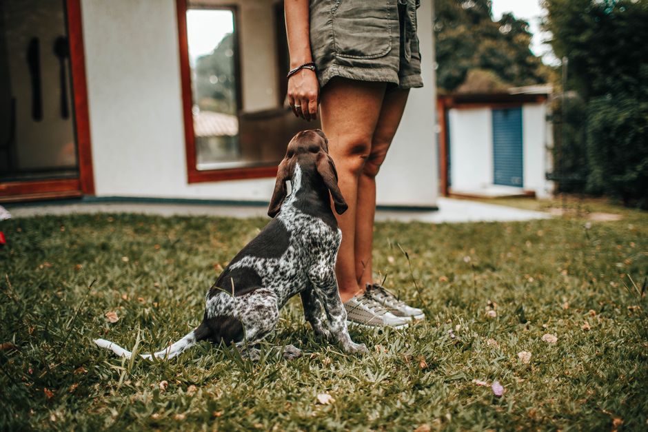Essential Training Tips for Pointer Puppies